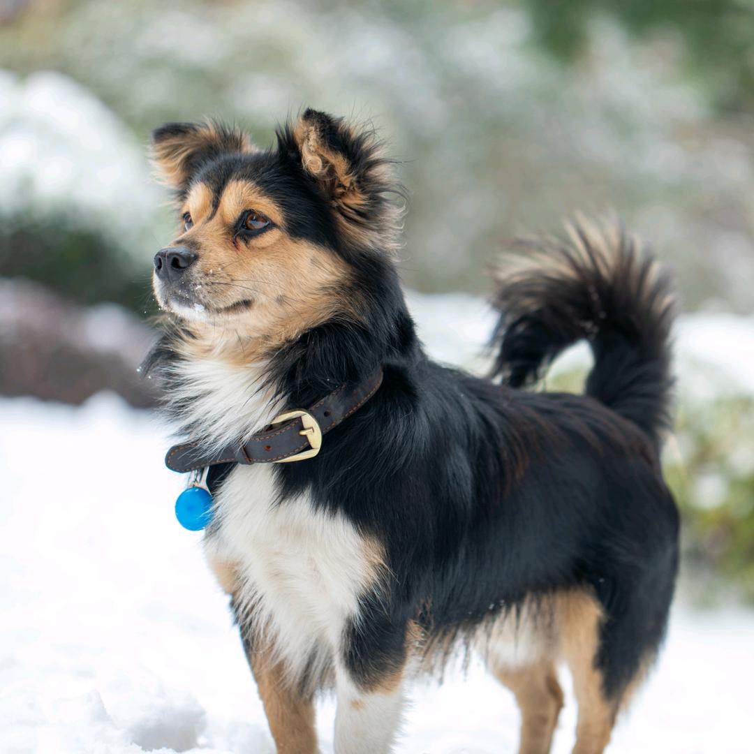 憨憨和他的朋友们