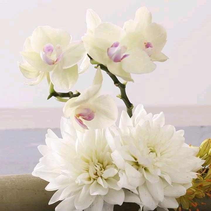 🌷