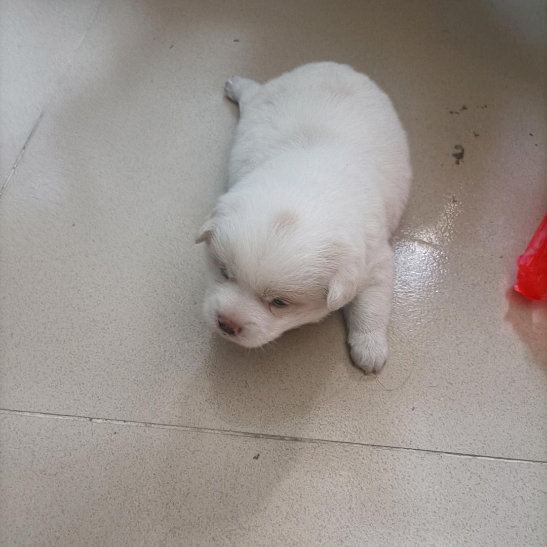 许锅