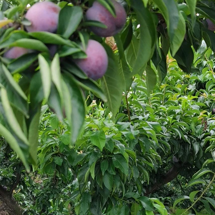 浩睿农业产品代购代销，代发。柑橘季