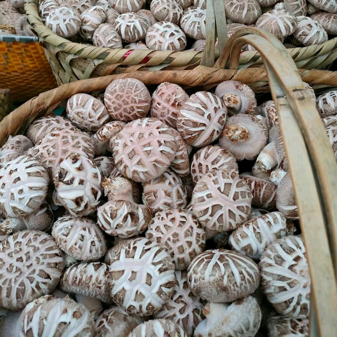 浙江松阳香菇产地，全国各地发货