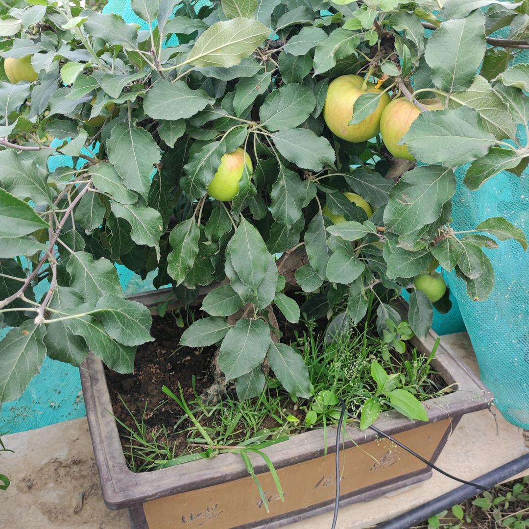 硕仔果树盆景园个体店