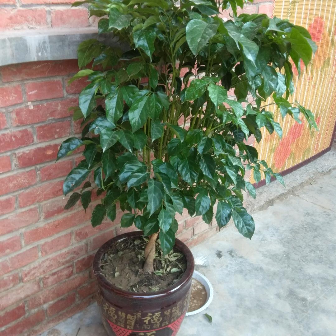 红色警戒