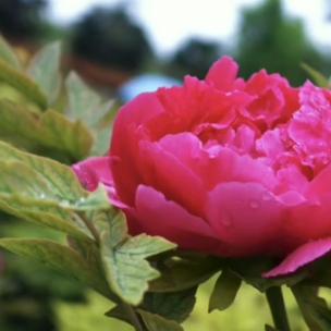 FirmHaHeeVelmyαnrαnl