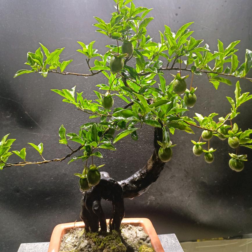 崇州市观胜昊琪园艺苗圃