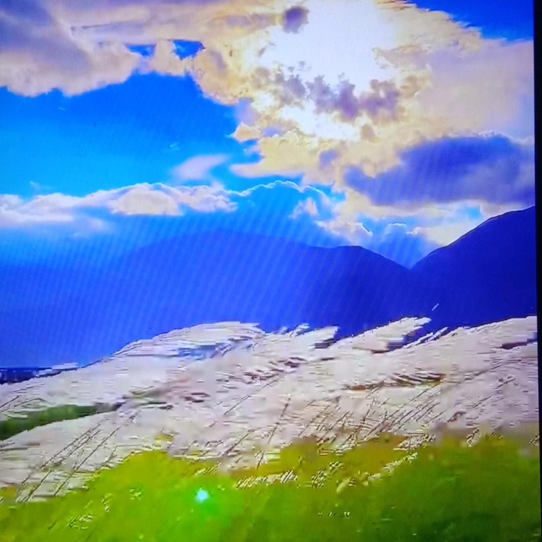 苝苝