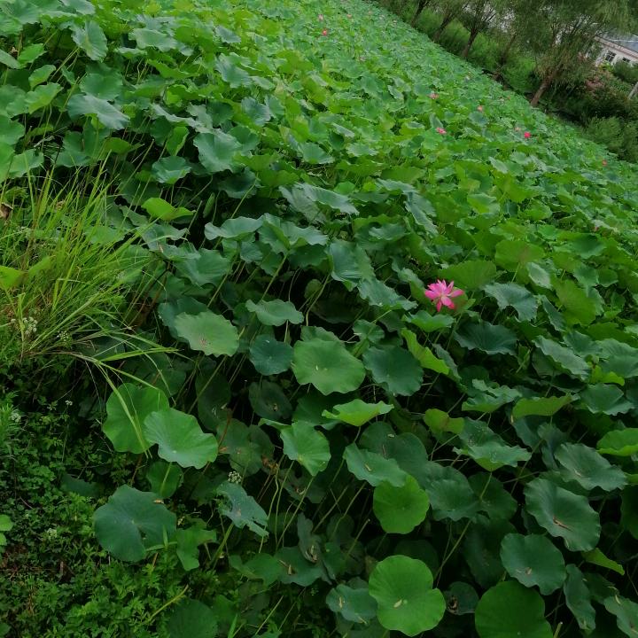 甜甜（拒私聊）