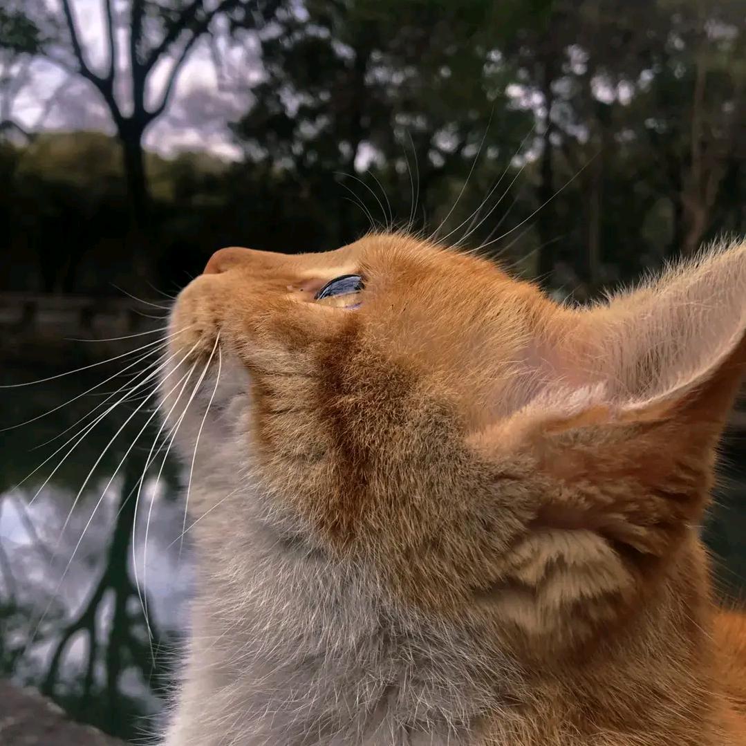 巡航🐟