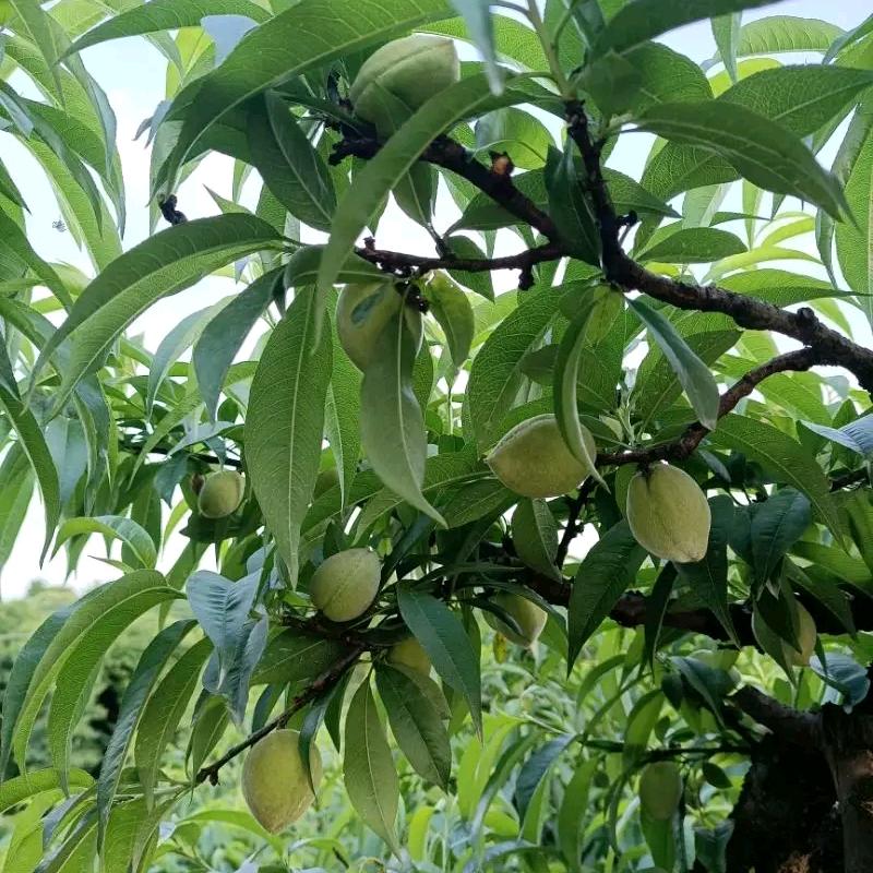 毛豆