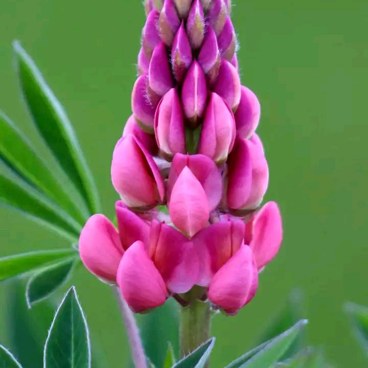 🍓一生有李🍓