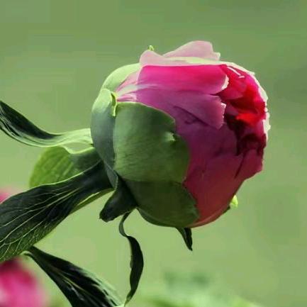 花开富贵🌹🌺