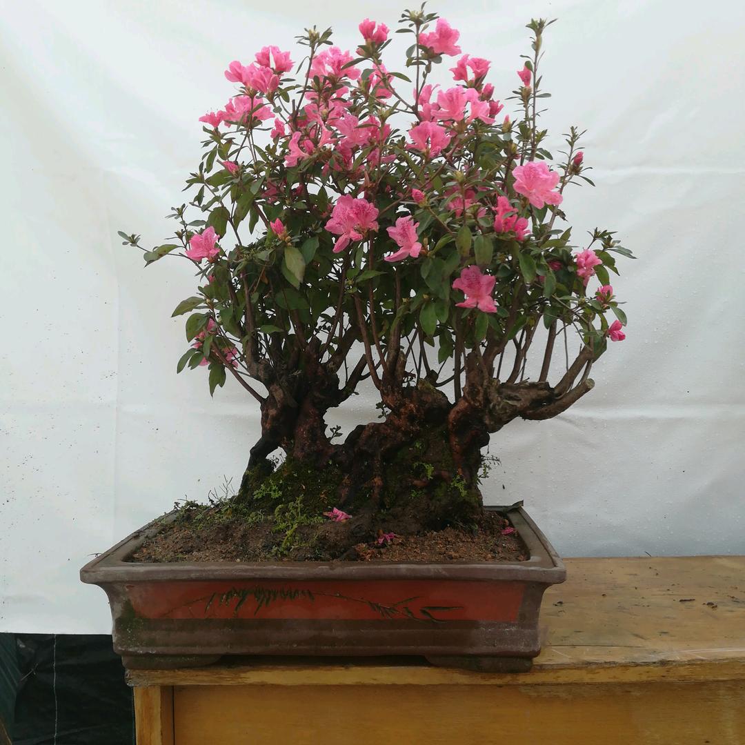 季泽花卉园艺场