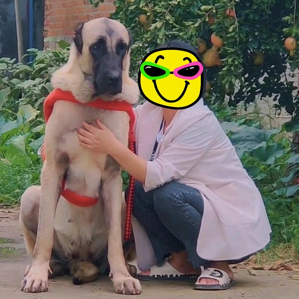郏氏～名宠、坎高犬、北美印第安犬
