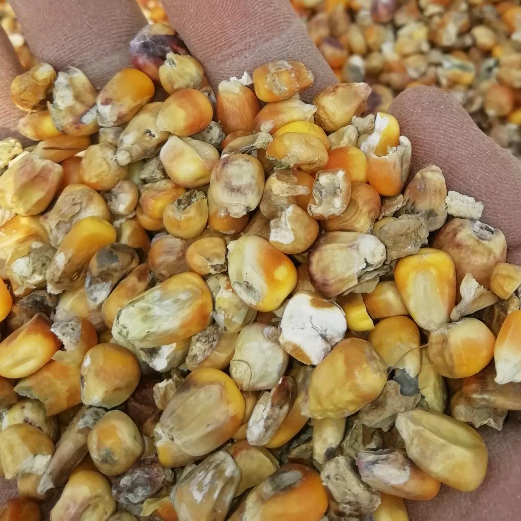 常年大量收购坏玉米，坏小麦