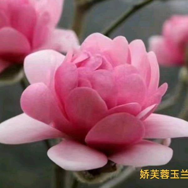 邳州市《邹庄镇》新品种玉兰花种植园