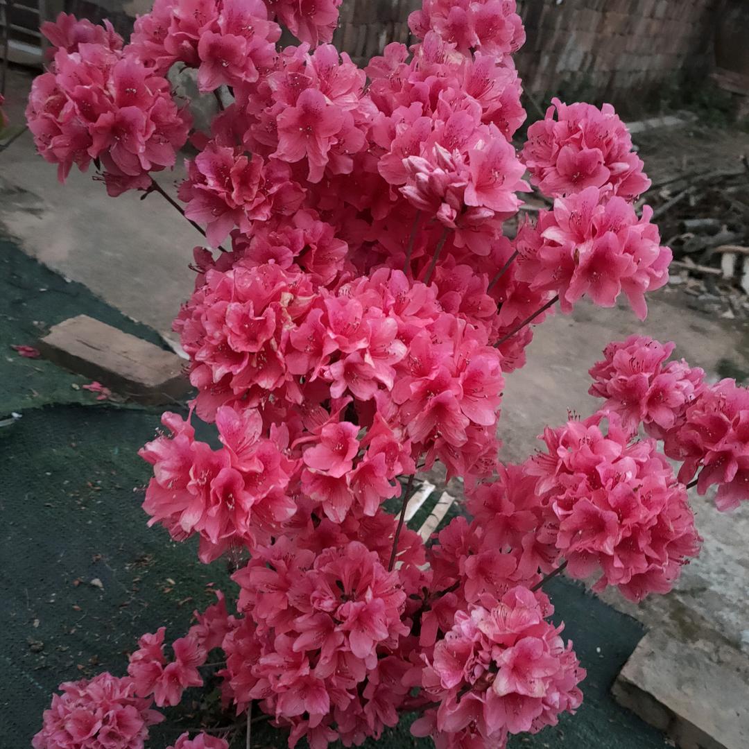 小美╭(╯ε╰)╮