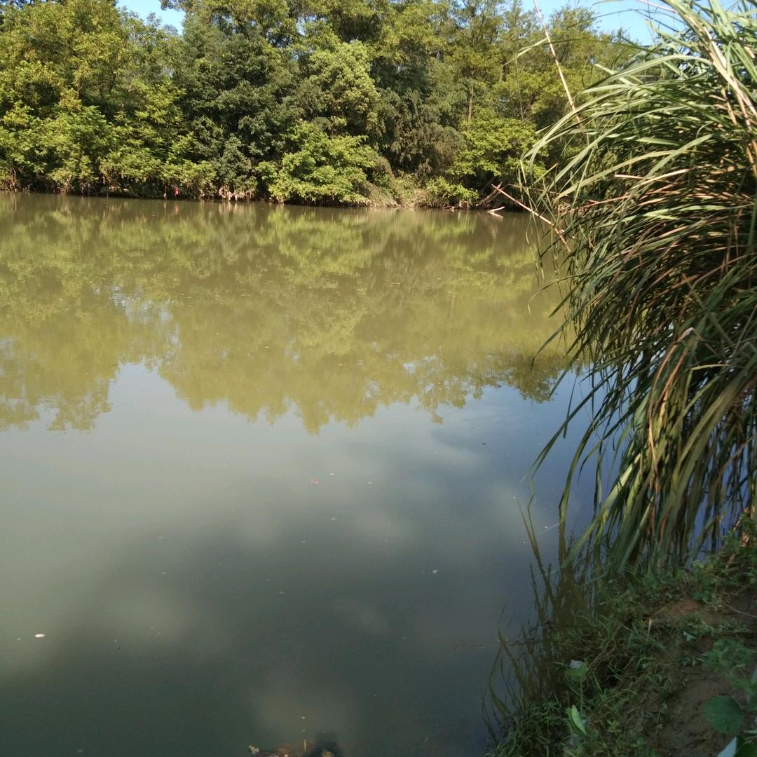糖糖