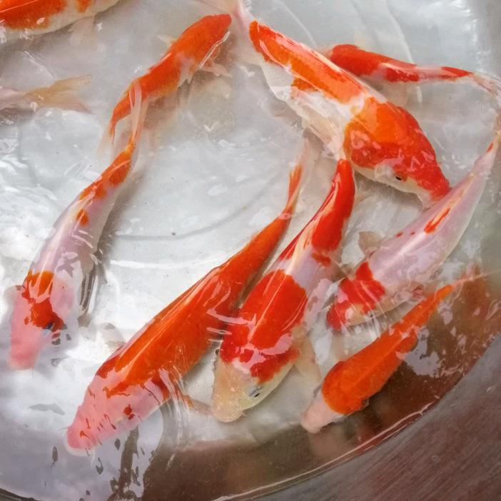捉鱼佬