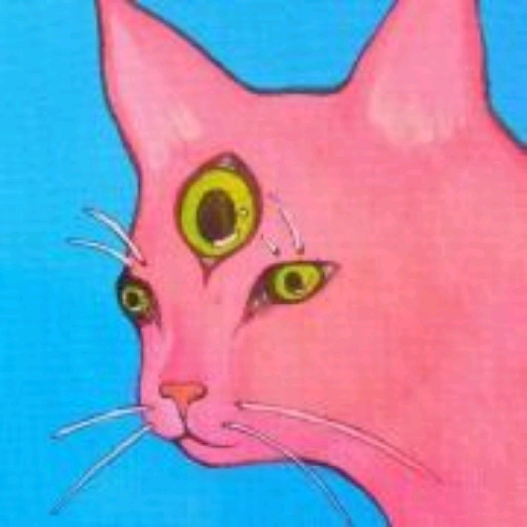 无敌小猫咪