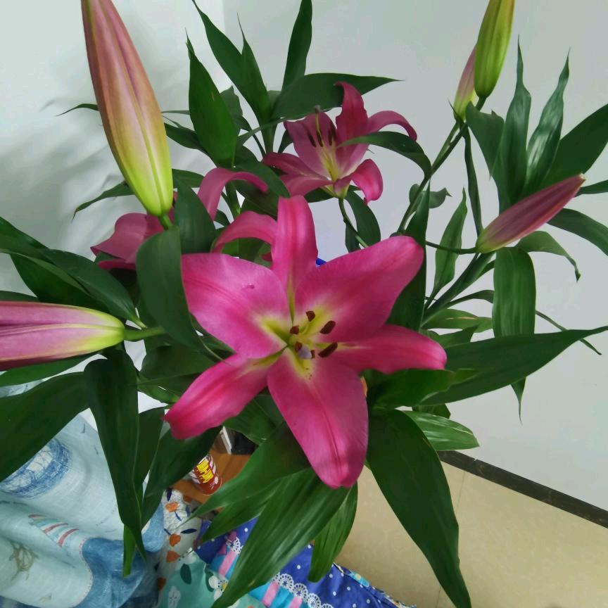吉祥宝宝