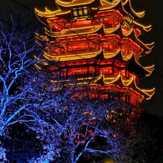 闲折海榴过翠径，雪猫戏扑风花影🐾