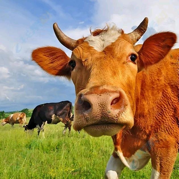 卫辉小范牛肉