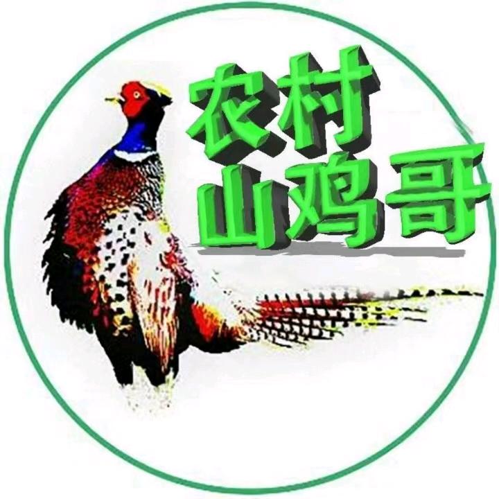 农村山鸡哥