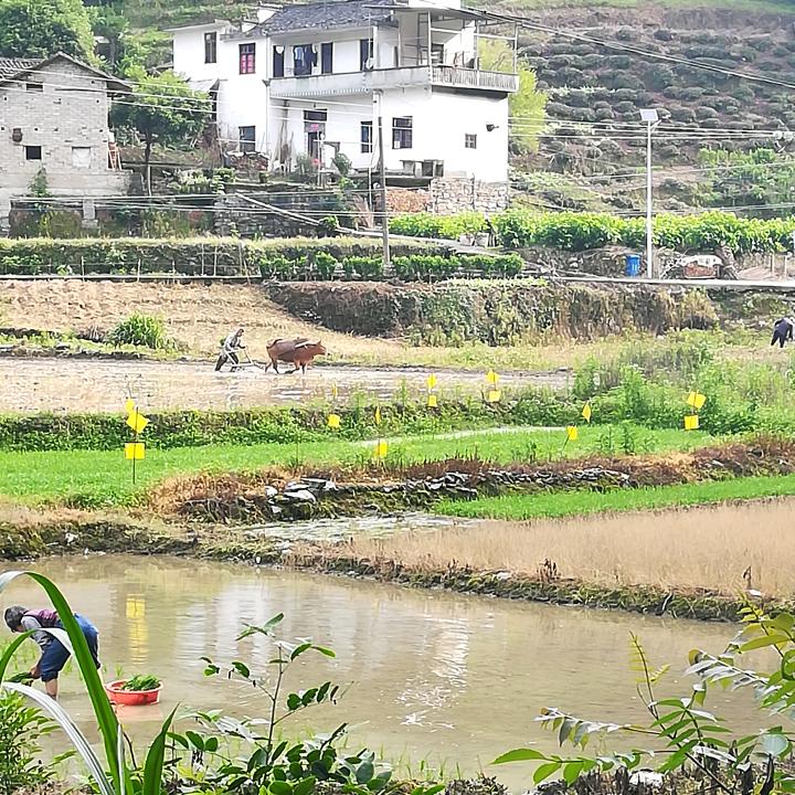 鲍灶贵