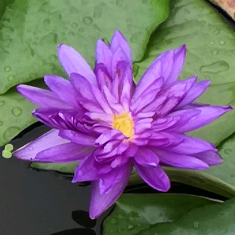 罗小健（泰山石敢当）