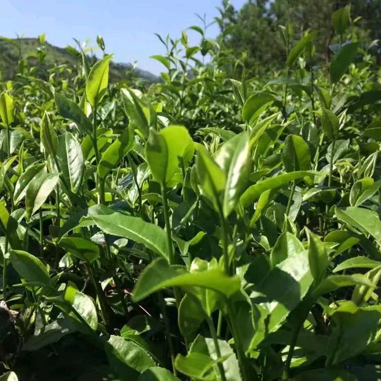 易峰源茶业
