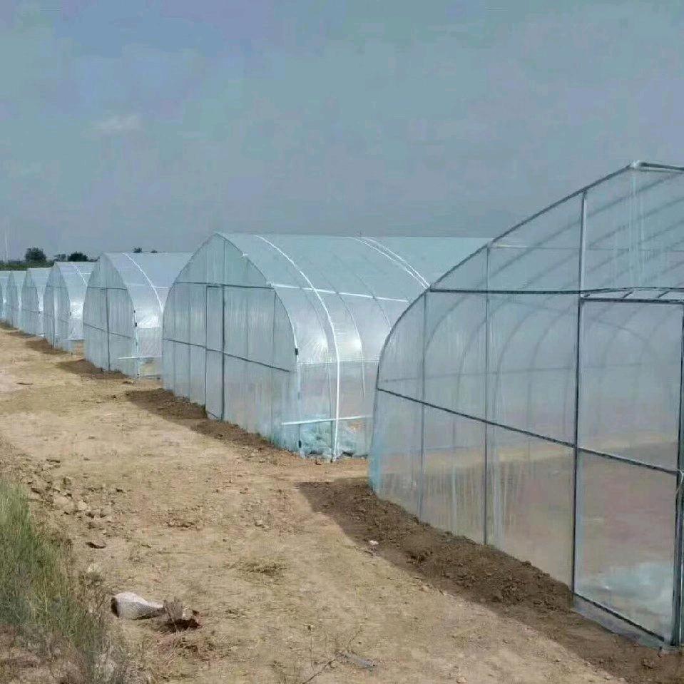 卞再友专建蔬菜大棚