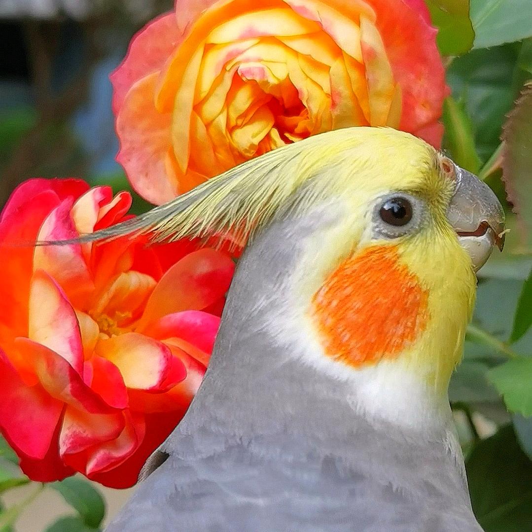疯狂原始灰🦅