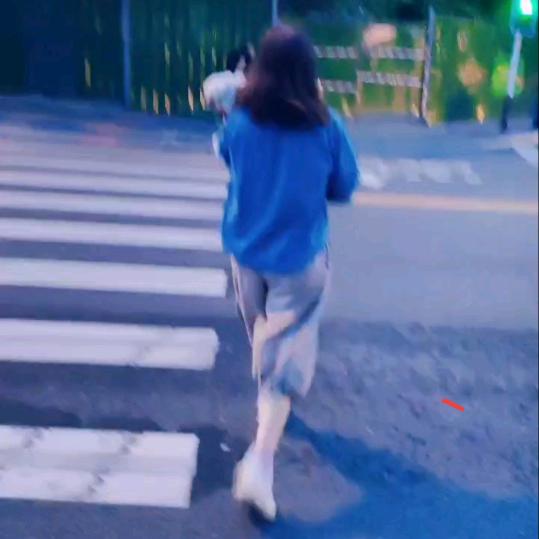 球球是只小泰迪