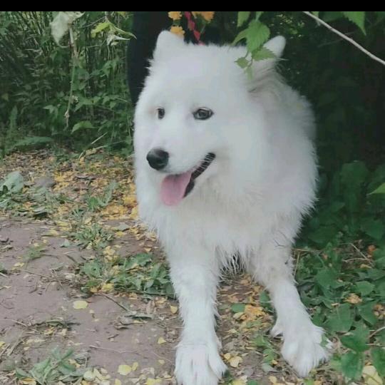 我是牛二！！！。！