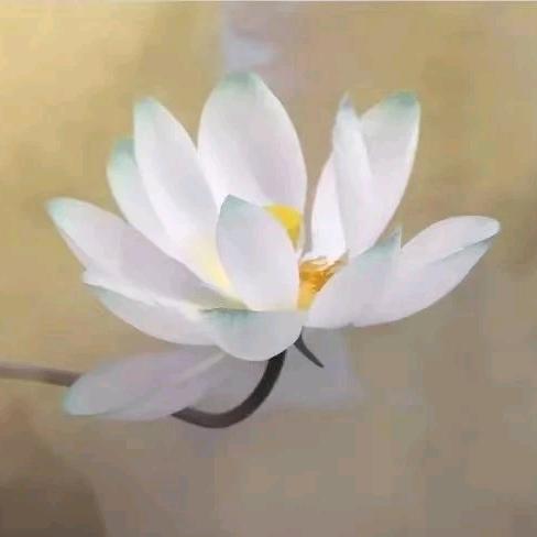 清雨