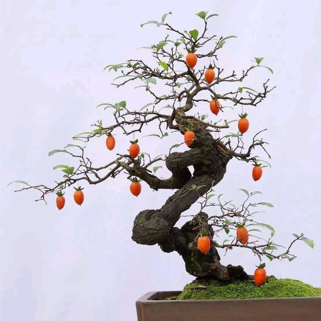 荒原云舒