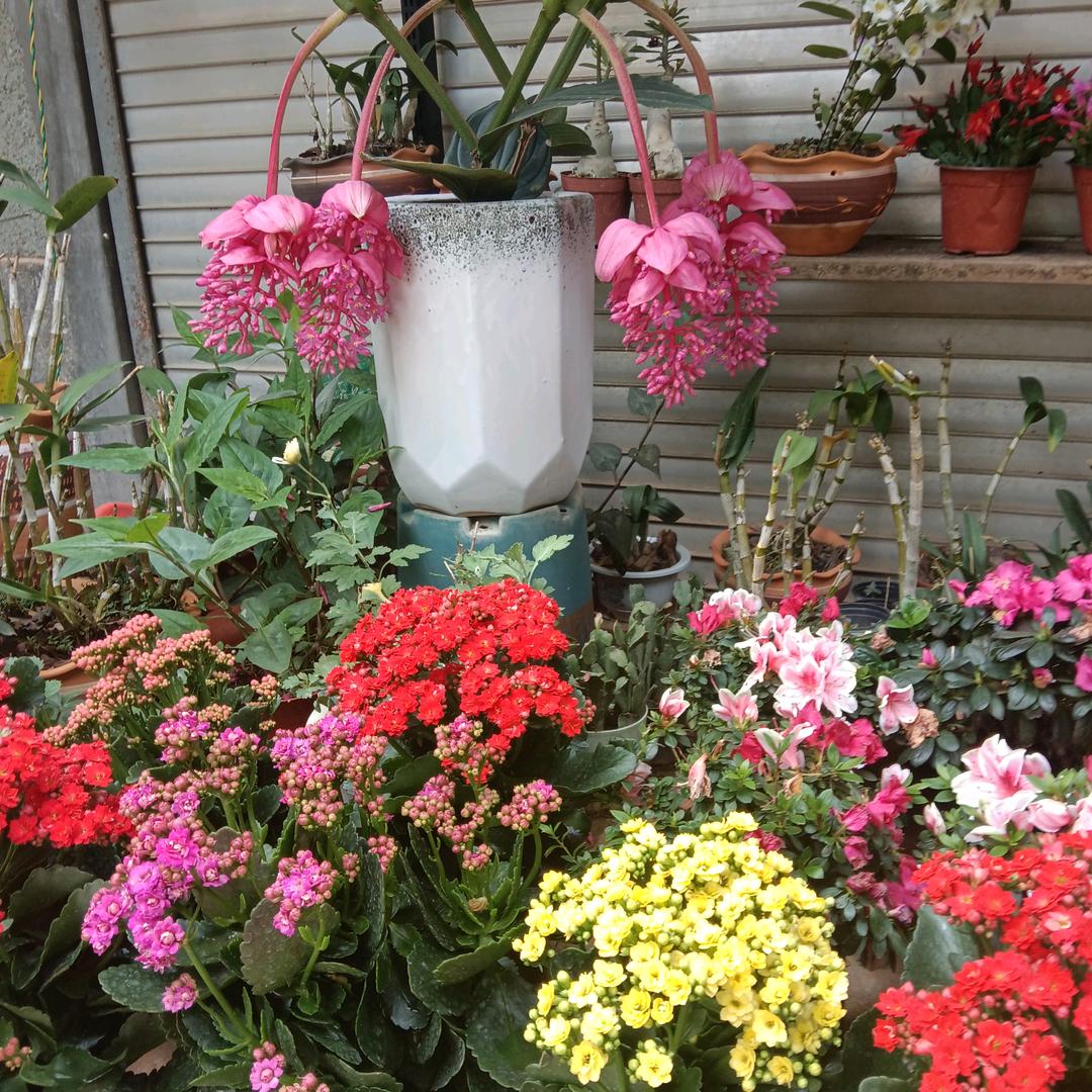 哈尼族马家