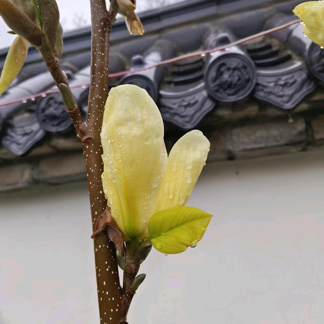 清风无语