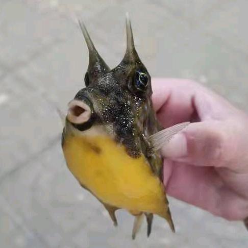 勿忘