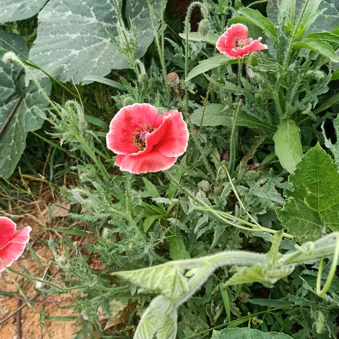 如果