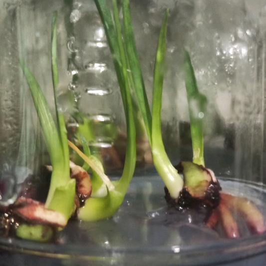 植物组培克隆大侠