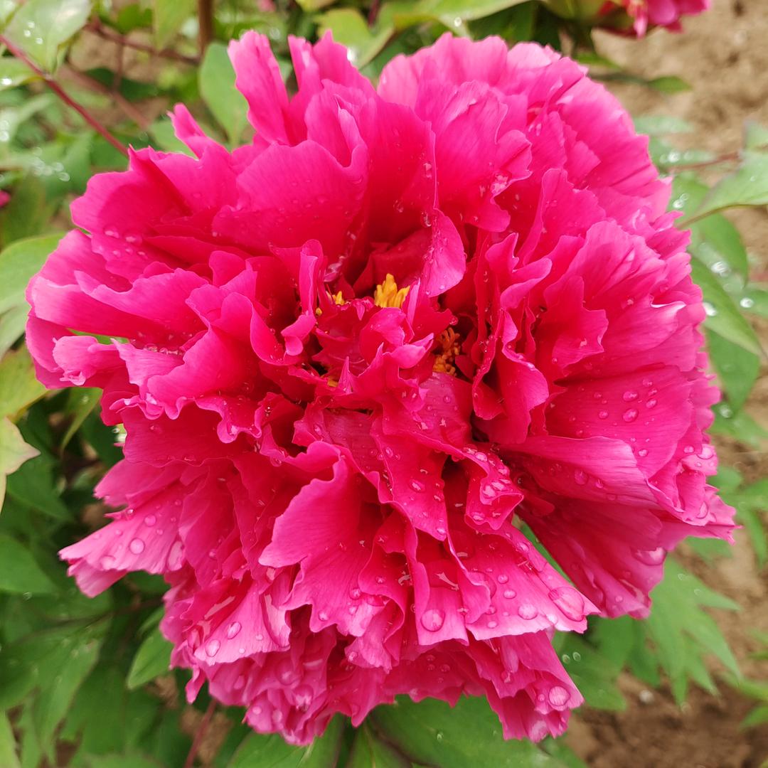 菏泽倾城园艺