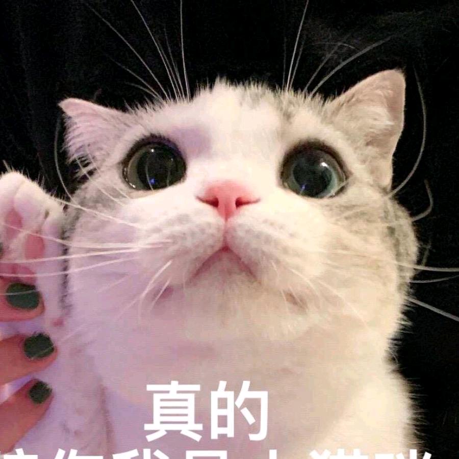 守株待兔兔