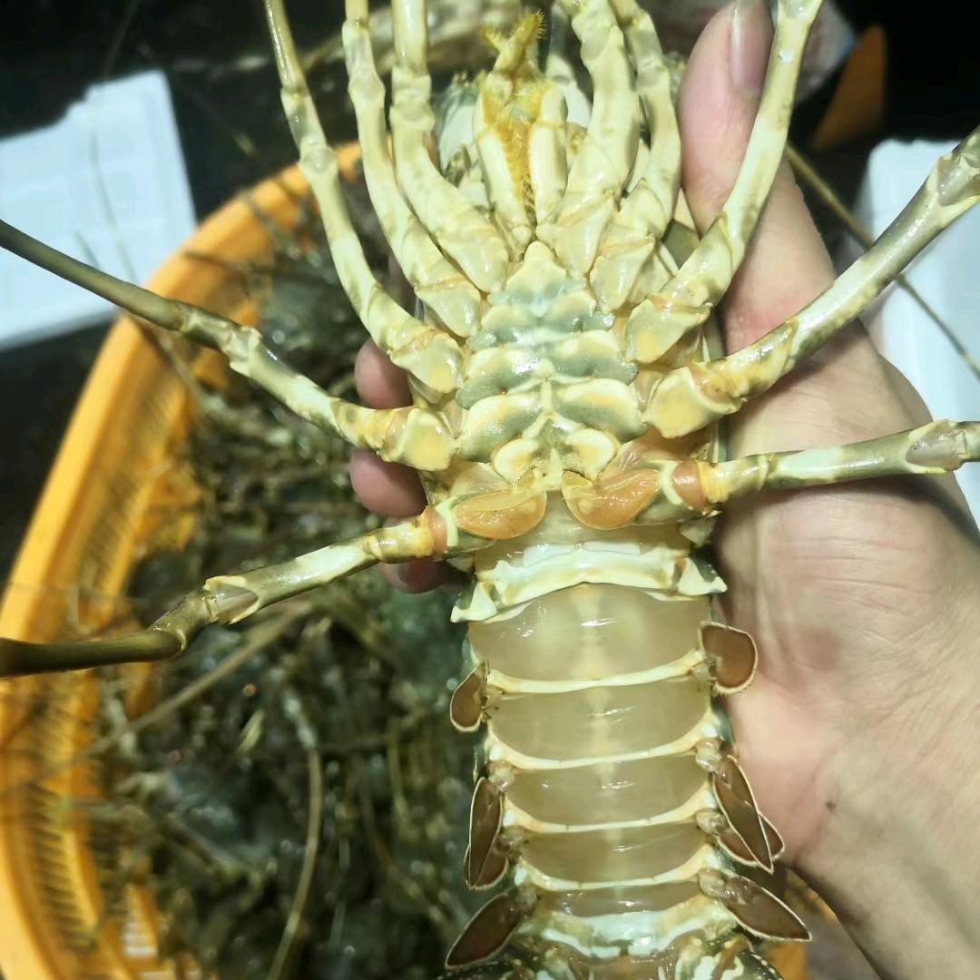 李记海鲜（海洋的搬运工）