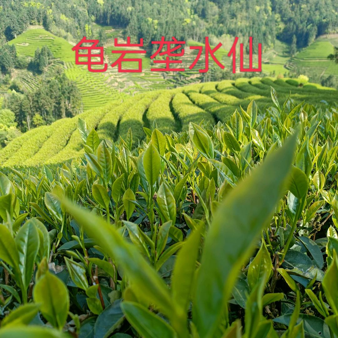 欣荣岩茶杨哥（武夷山）