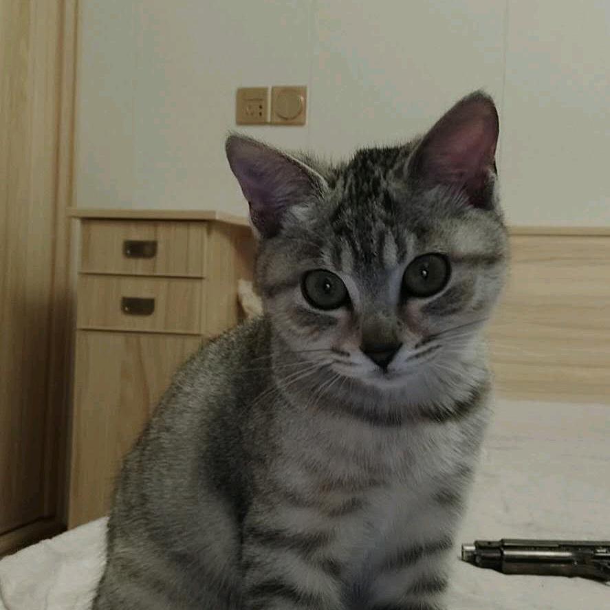 ⸜(* ॑꒳ˆ * )⋆*❤︎七夕快乐