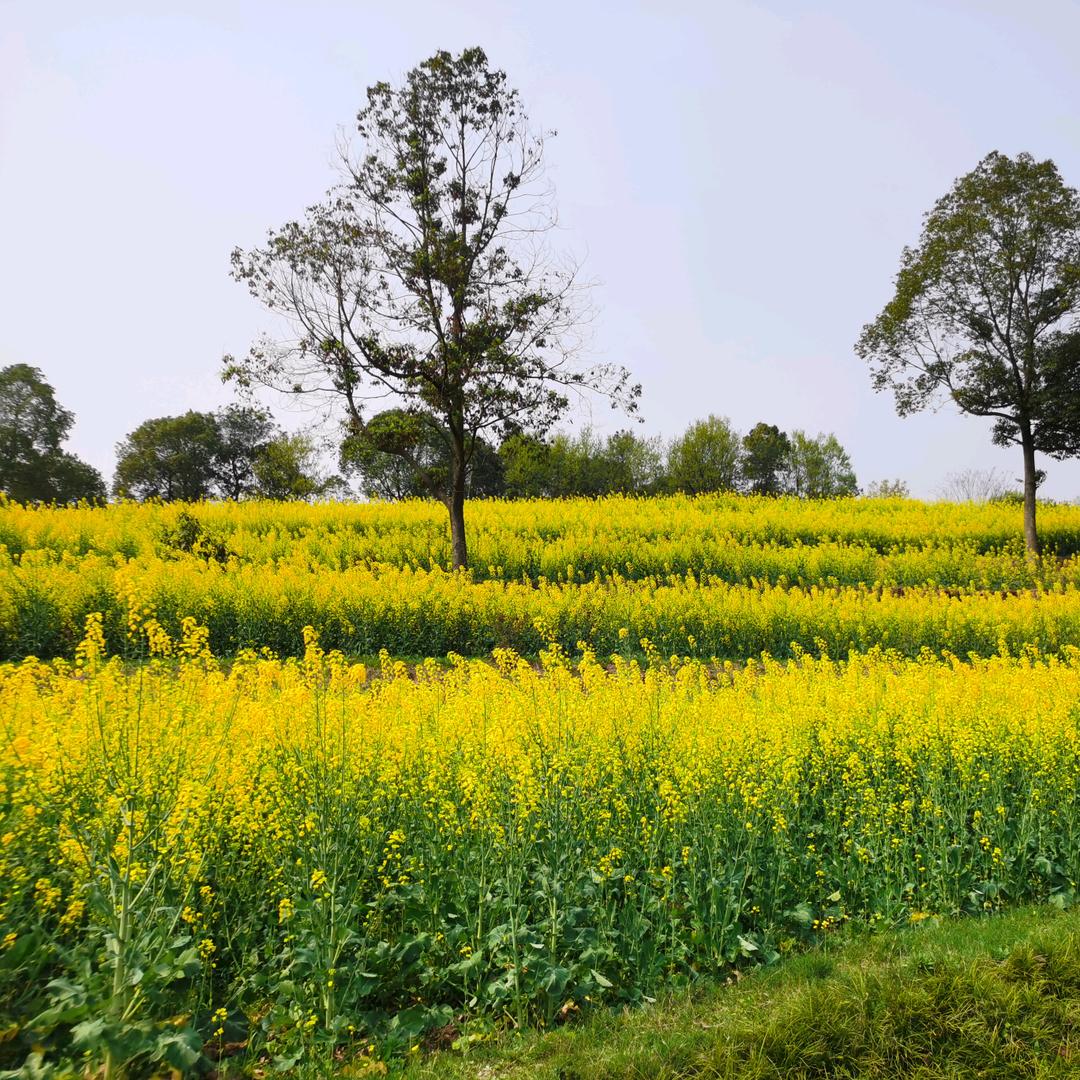 亚洲杰出的小卒