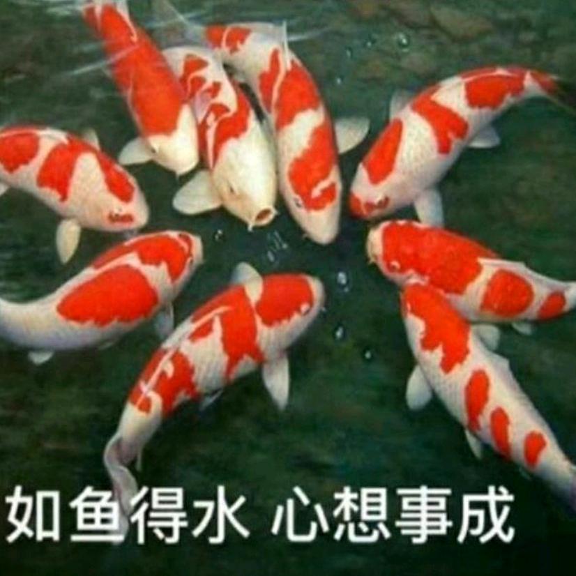 缸好鱼见你