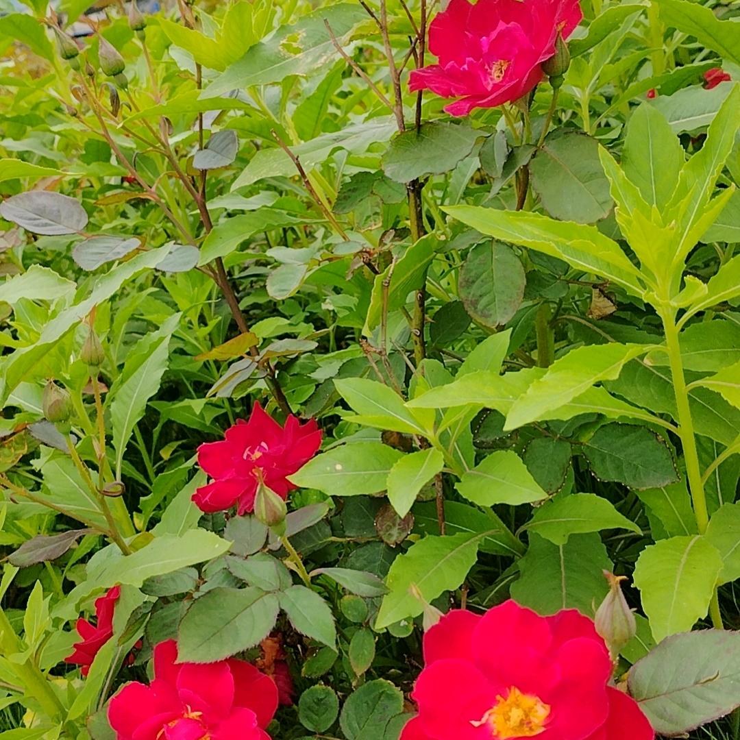 风景如画