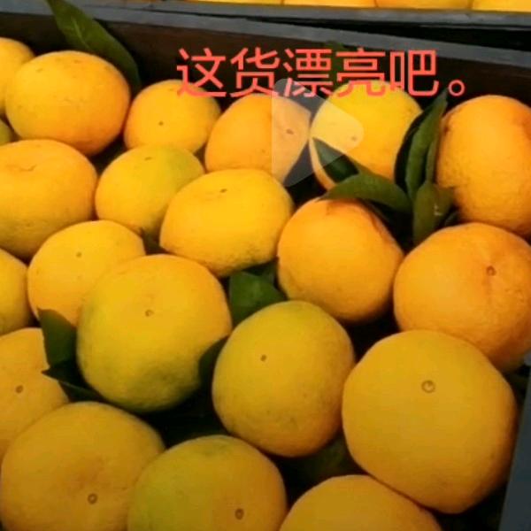 鑫鲜果168    （专业桔橙代办代发）